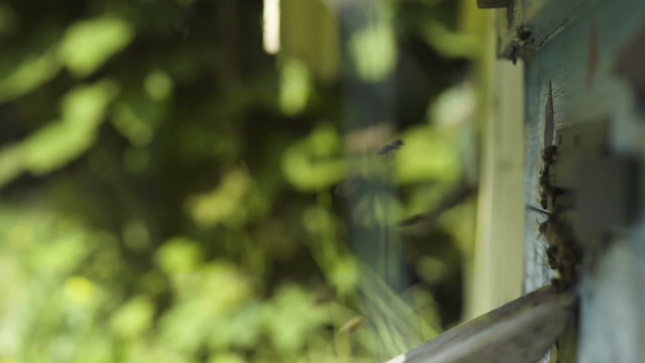 Colony of bees flying near entrance of beehive