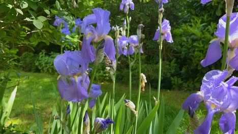 Zeitraffer-Von-Zornigen-Blumen,-Die-In-Einem-Garten-Blühen-Und-Sich-Bei-Schönem-Wetter-Im-Wind-Wiegen,-Während-Man-Betet-Und