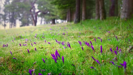 morning rain over wild flowers crocus and green pasture in the mountain