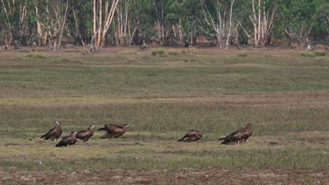 One-in-the-middle-shakes-its-feathers-and-then-one-swoops-down-from-the-left,-Black-eared-Kite-Milvus-lineatus-Pak-Pli,-Nakhon-Nayok,-Thailand