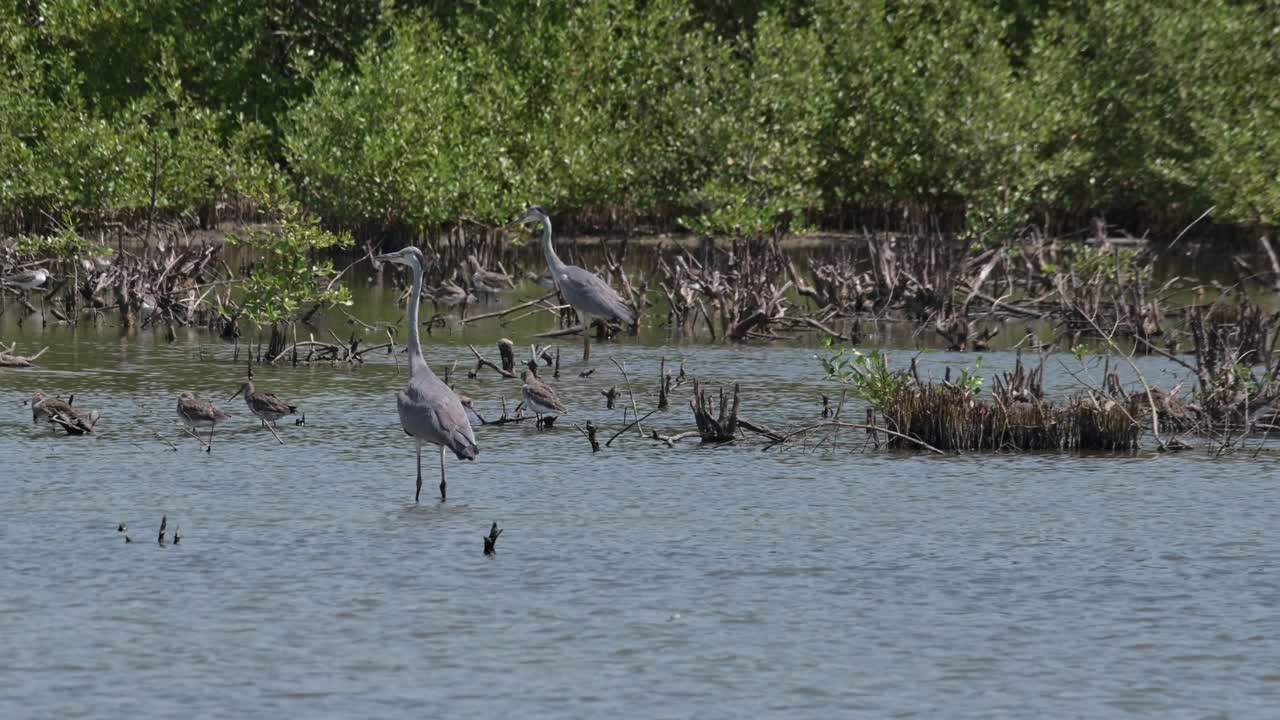Kamera přibližuje a posouvá se doleva, zatímco tyto volavky popelavé (Ardea cinerea) odpočívají otočené doleva.