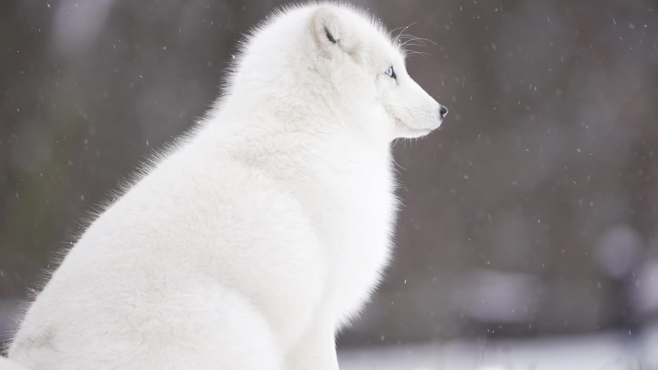 zorro ártico con heterocromía mira la cámara durante una ligera nevada