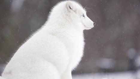 Polarfuchs-Mit-Heterochromie-Blickt-Bei-Leichtem-Schneefall-In-Die-Kamera