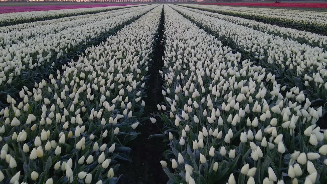 Champs de tulipes colorés et éoliennes sous la lumière du matin vus d'en haut, Lisse, Pays-Bas