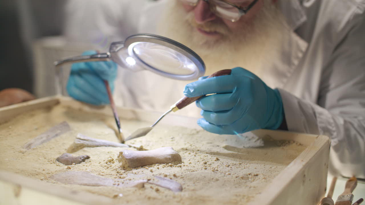 Gloved Elderly Archaeologist Unearthing Bones during Laboratory Analysis