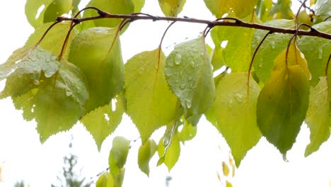 wet leaves on a branch