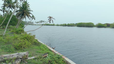 mangroves in a lakeshore and seashore