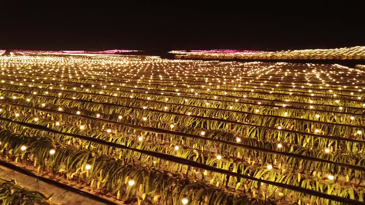 중국 룽안 현에 있는 불이 켜진 용과 농장의 야간 공중 촬영