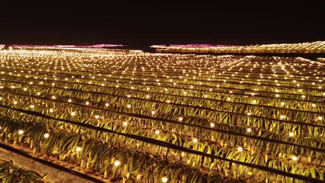 Night-time-Aerial-Shot-of-Lit-up-Dragon-Fruit-Farm-in-Long'an-County,-China