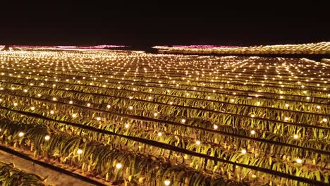 night-time aerial shot of lit-up dragon fruit farm in long'an county, china
