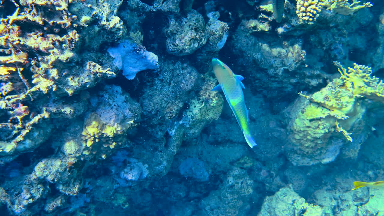 Close up of a Rusty parrotfish swimming near a coral reef