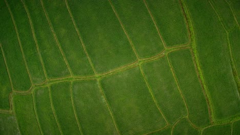 rice paddy fields from above