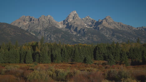 cinematic still movement grand teton national park entrance blacktail ponds overlook wind in tall grass fall aspen golden yellow trees jackson hole wyoming mid day beautiful blue sky no snow on peak