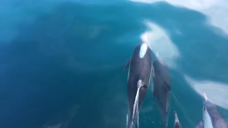 Aerial-shot-of-a-grown-up-whale-with-a-dolphin-aerial-close-up-in-the-ocean