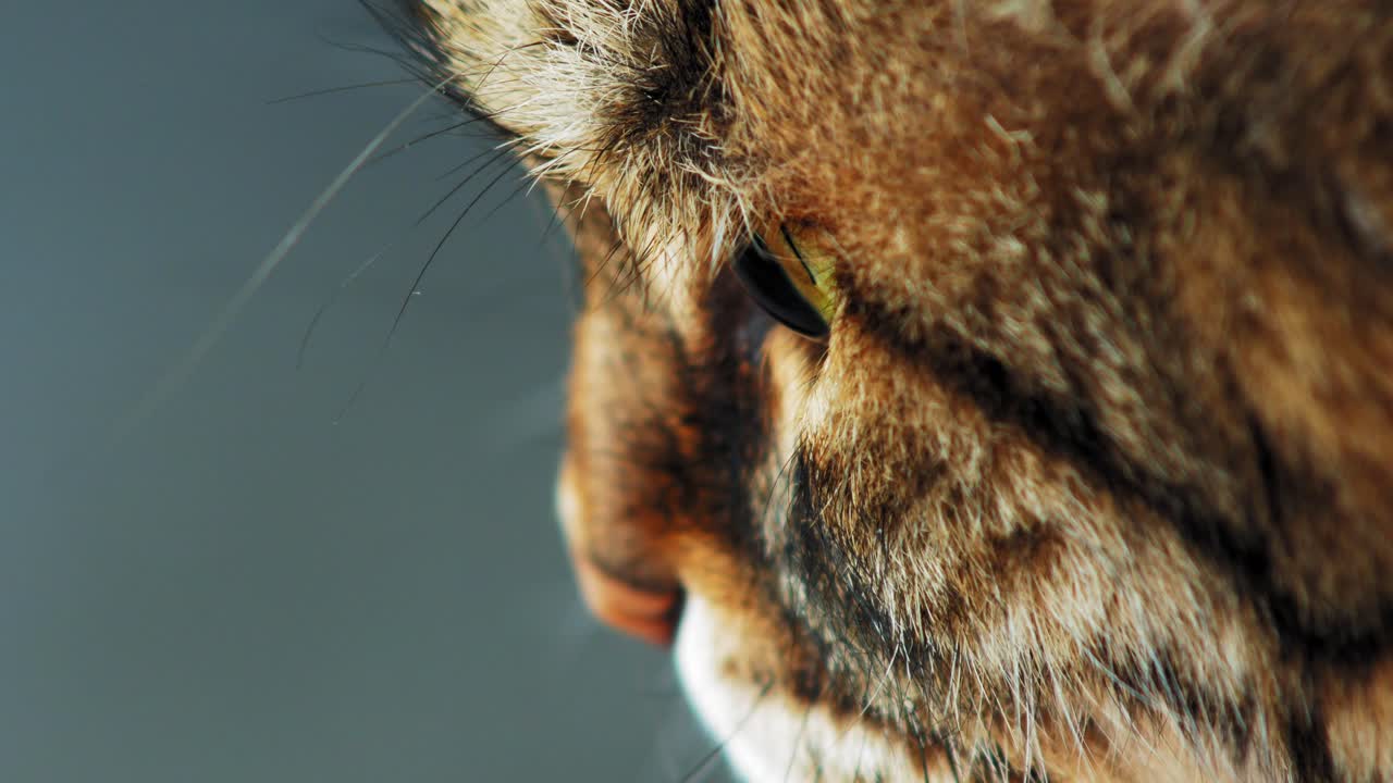 테라스에서 쉬고 있는 흑백 성인 고양이