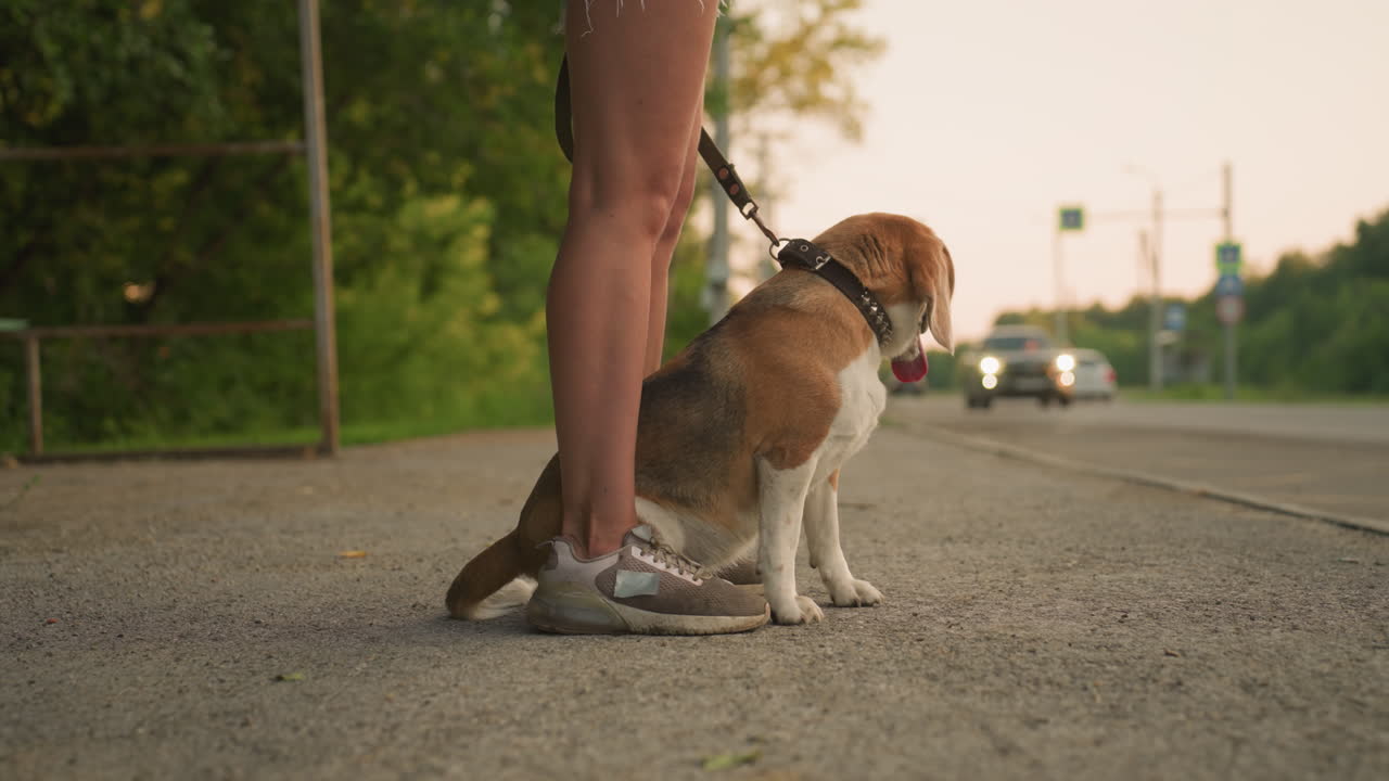 Dog sitting comfortably between owner's legs outdoors, looking at the passing cars while on leash, with blurred background featuring passing car, bus stop shelter, and green trees