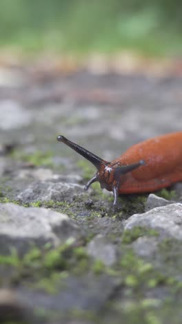 Europäische-Rote-Wegschnecke-Kriecht,-Vertikales-Video