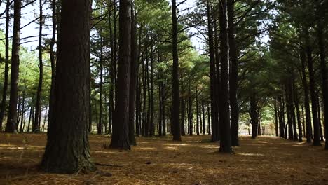 A-man-walking-through-a-mid-day-forest-scene-with-black-pants,-a-golden-jacket-and-sunglasses-with-lots-of-trees-everywhere-and-a-sad-undertone-in-jacobson-park-lexington-Kentucky