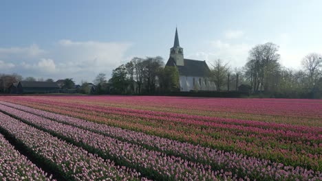 Weiße-Kirche-Auf-Einem-Atemberaubenden-Tulpenfeld-Mit-Hellem,-Von-Hinten-Beleuchtetem-Sonnenschein,-Antenne