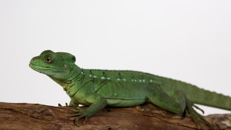 Basilisk-jesus-lizard-sits-on-tree-banch-blinks-eye---isolated-on-white-background