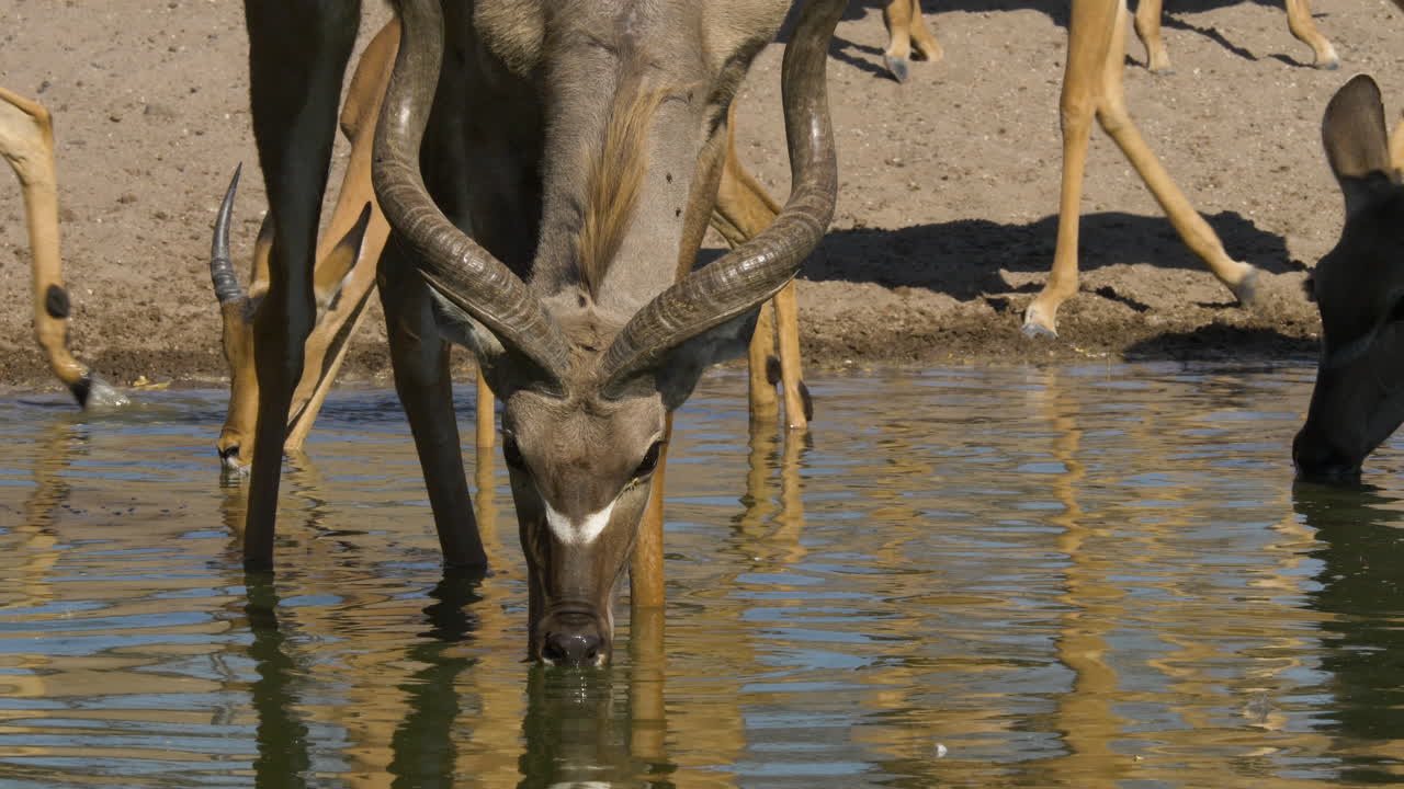 un primer plano de un toro kudu con grandes cuernos de pie dentro de un pozo de agua y tomando un trago de agua