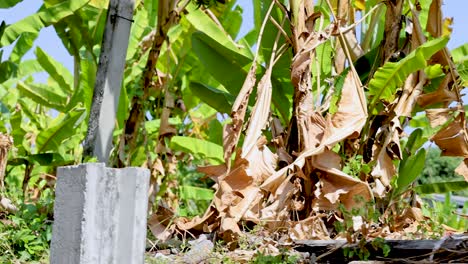 plantación de plátanos con postes de hormigón y escombros