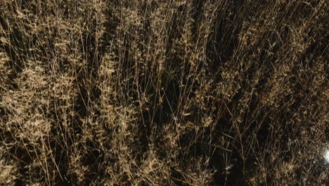 Swamps-And-Bottomland-Hardwood-Forest-In-Bell-Slough-State-Wildlife-Management-Area,-Mayflower,-Arkansas-USA