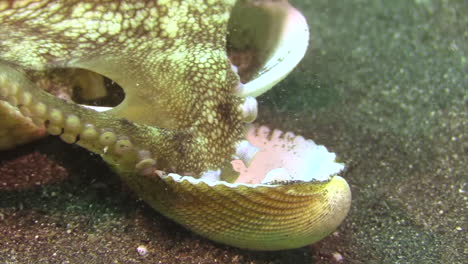 detail-of-coconut-octopus-using-tentacle-to-hold-mollusk-shell,-zoom-out-into-shot-of-whole-animal-with-several-shells