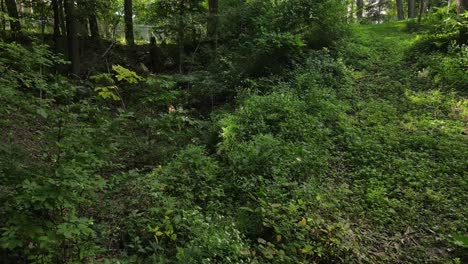 Picturesque-lush-green-forest-leading-to-tunnel-drainage