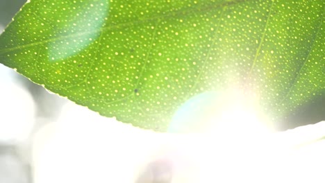 sun shining through lemon tree leaf