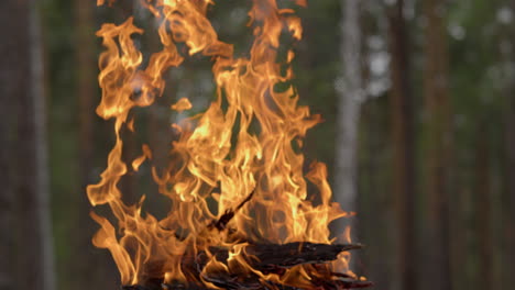 close up on cozy flame of fire outside in forest. relaxing scenery with campfire