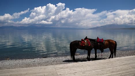 Dos-Hermosos-Caballos-Parados-Sobre-Guijarros-Al-Lado-De-Un-Lago-En-Un-Tranquilo-Día-Soleado-De-Cielo-Azul-Con-Nubes-Blancas-Hinchadas