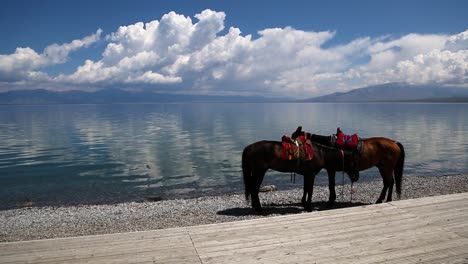dos hermosos caballos parados sobre guijarros al lado de un lago en un tranquilo día soleado de cielo azul con nubes blancas hinchadas
