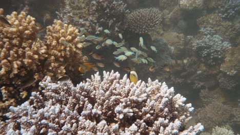 Little-fish-swimming-around-colorful-hard-coral-in-slowmotion-in-4k