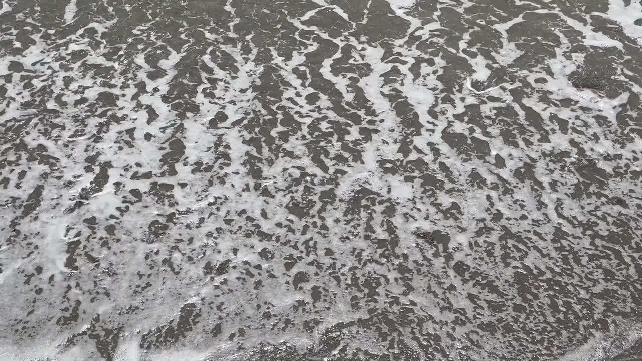 varios pájaros caladris alba corren a lo largo de la orilla esquivando las suaves olas