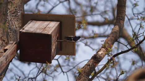 A small black bird perched on the bird house