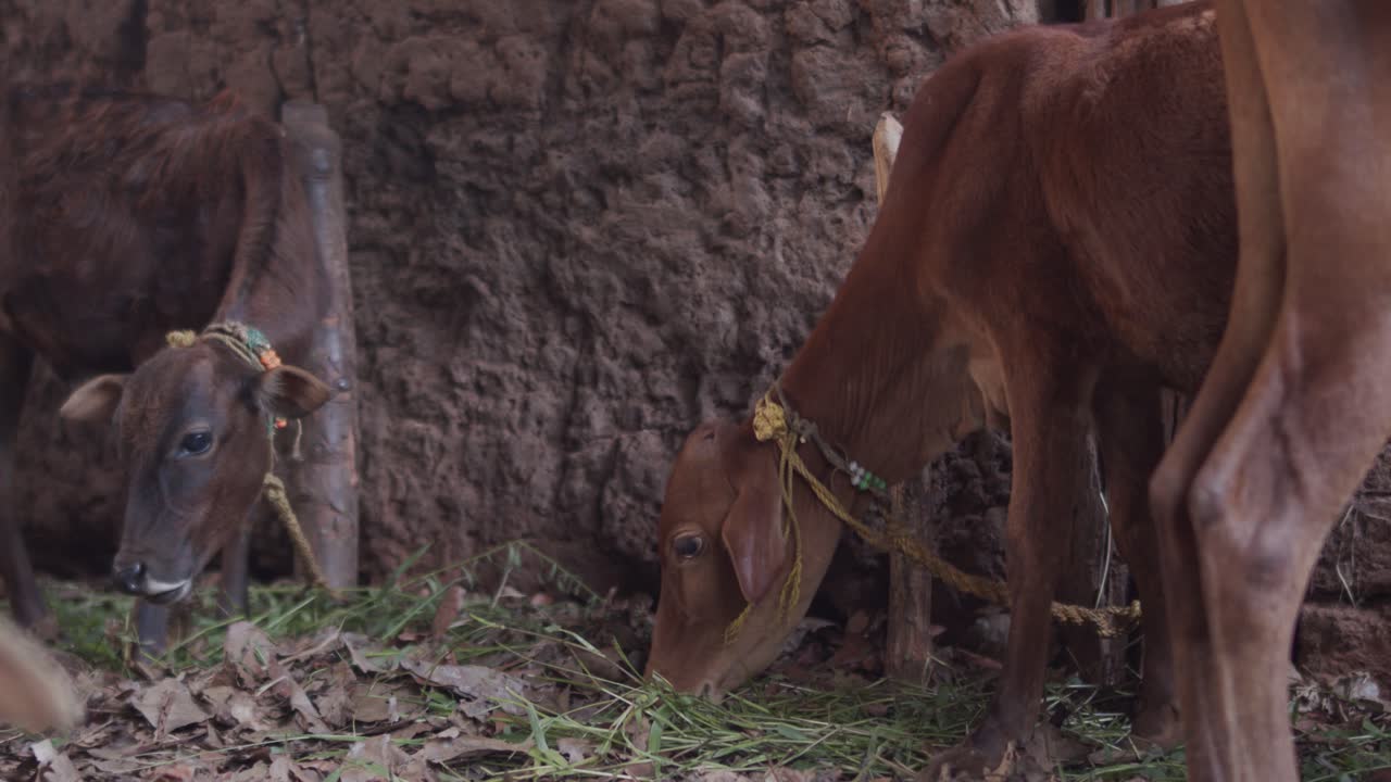 cow calves eating hay in a shed.