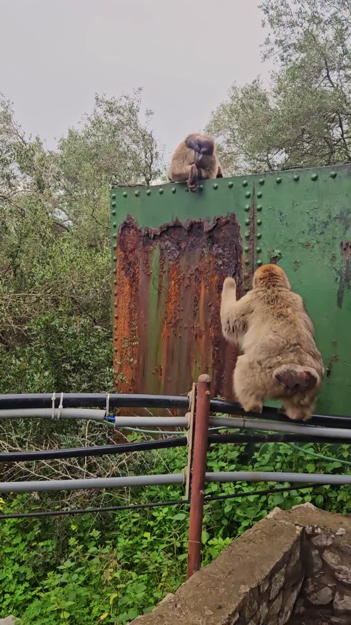 Dois macacos interagem em uma cena divertida e dinâmica, enquanto um sobe uma parede verde enferrujada e outro observa de cima.