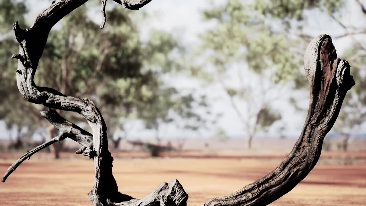 겨울에 초원과 나무의 건조한 풍경