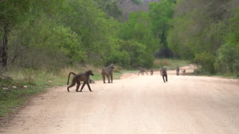 Un-Pequeño-Congreso-De-Babuinos-Del-Cabo-Juega-En-Un-Camino-De-Tierra,-El-Parque-Nacional-Kruger,-Sudáfrica,-Papio-Ursinus