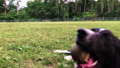 close up of a border collie dog laying down and panting with a tennis ball in his mouth