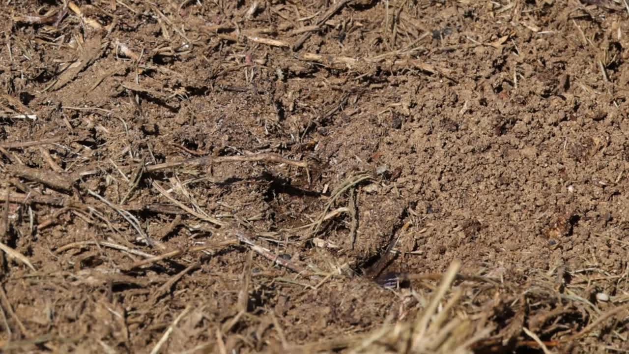 A wasp navigates across a dry, textured soil surface, showcasing its natural behavior and movement.