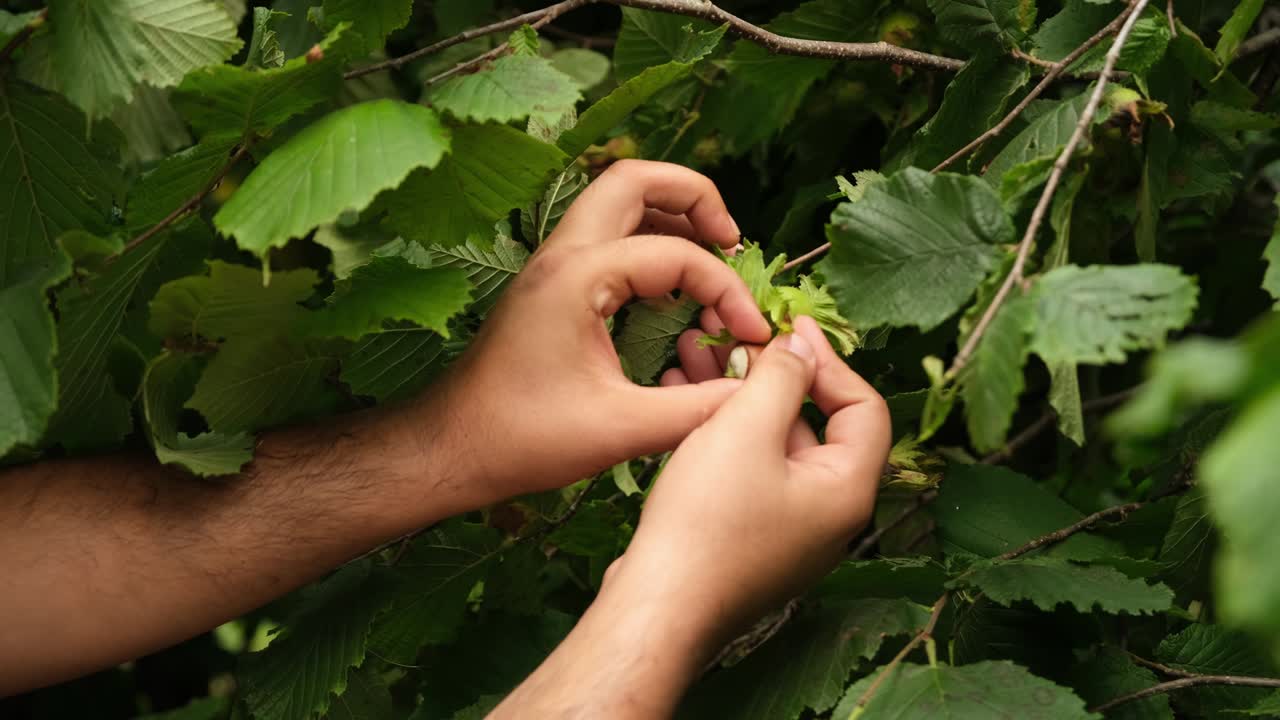 Young farmer man picking hazelnuts from hazelnut tree.