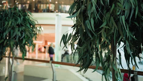 two decorative indoor plants in a mall, with a blurred background of people and shops, creating a serene and elegant ambiance. shot from the first-person perspective with a handheld camera