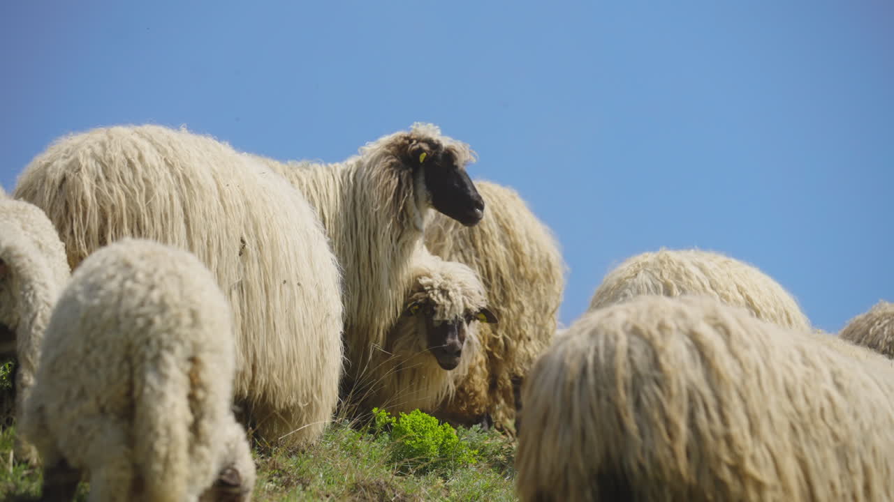 Flock of Sheep in a Pasture