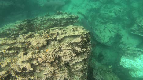 tiburones de arrecife de punta blanca nadan bajo el agua en las islas galápagos