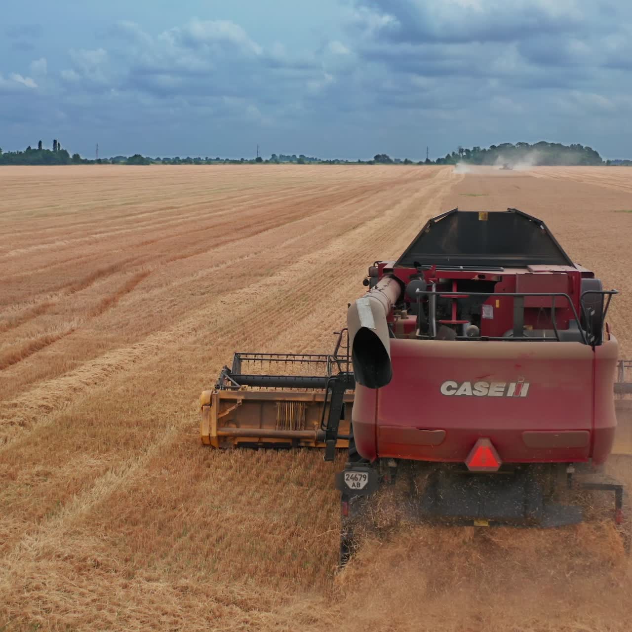 Gathering yellow wheat by combine. Harvesting machine agricultural golden ripe wheat field