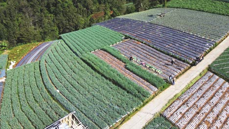 drone shot of traditional farmers are working to harvest vegetables on the vegetable plantation - mount sumbing, indonesia