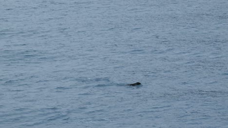 Seals-jumping-out-of-the-water-in-ultra-slow-motion