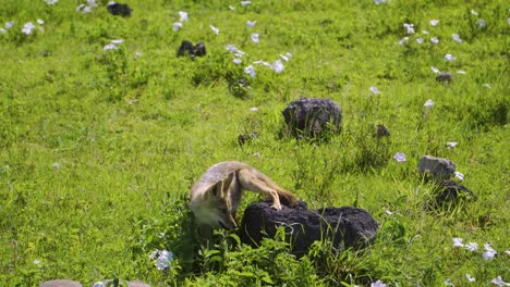 un pequeño lobo se para sobre una piedra en medio de un campo verde con flores blancas y mira a la cámara, luego salta a la hierba y juega
